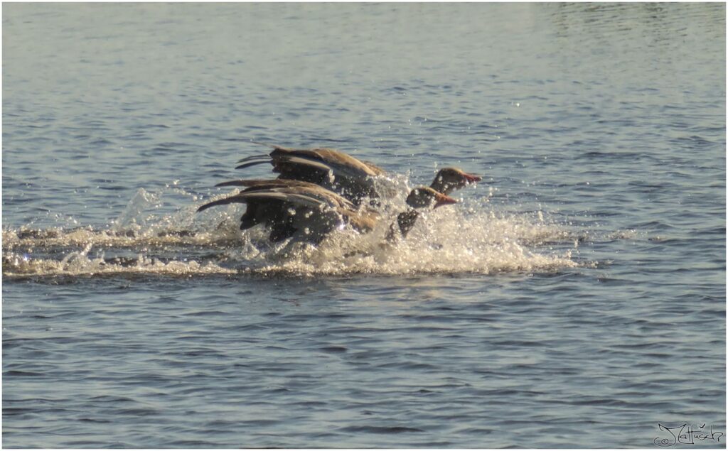 Graugänse. Zwei große graue Vögel landen synchron im Wasser