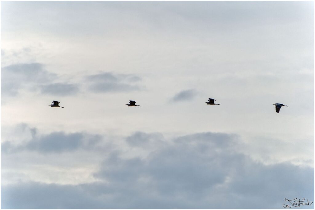 Graureiher. Vier große graue Vögel fliegen hintereinander vor bewölktem Himmel