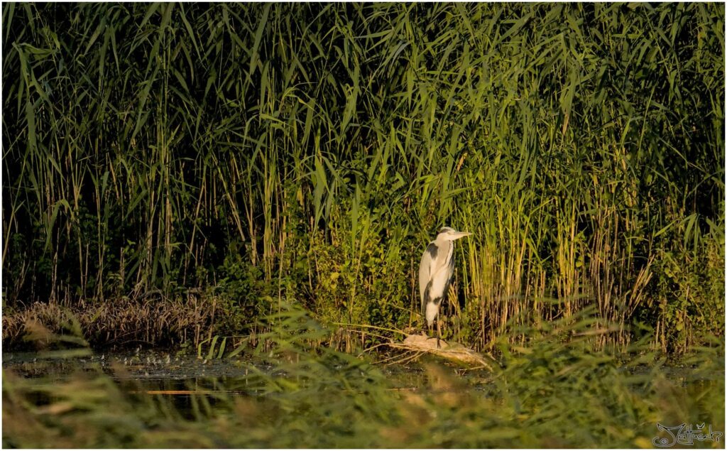 Graureiher. Großer grauer Vogel auf Baumstamm an Teich