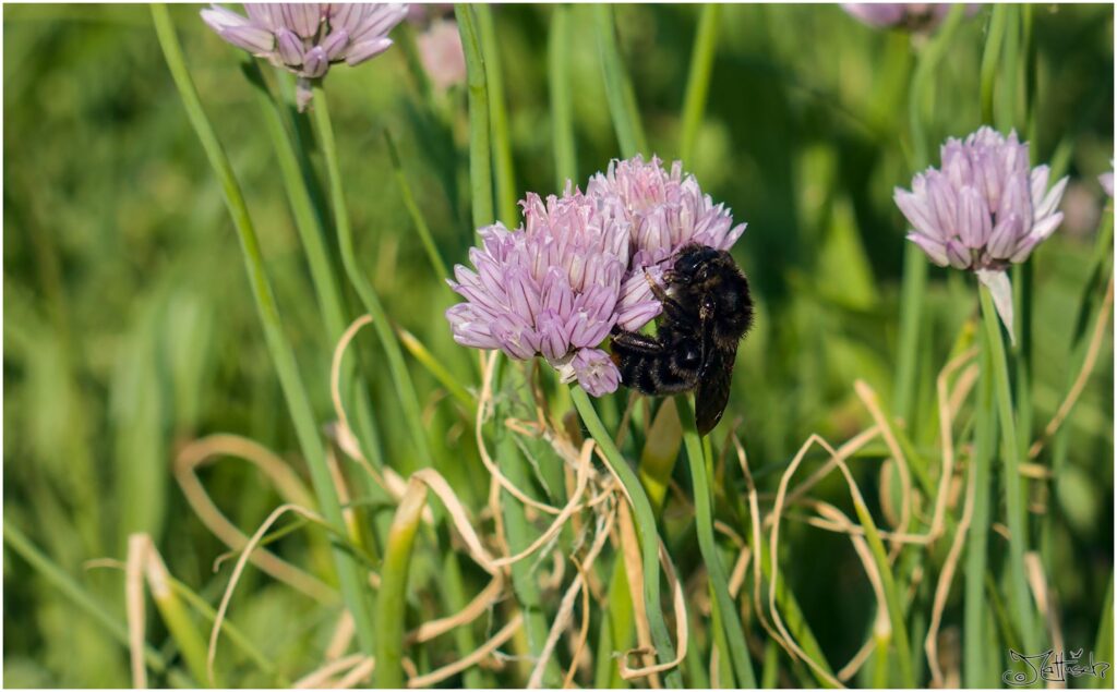 Holzbiene. Große schwarze Biene sitzt auf Blüte von wildem Schnittlauch