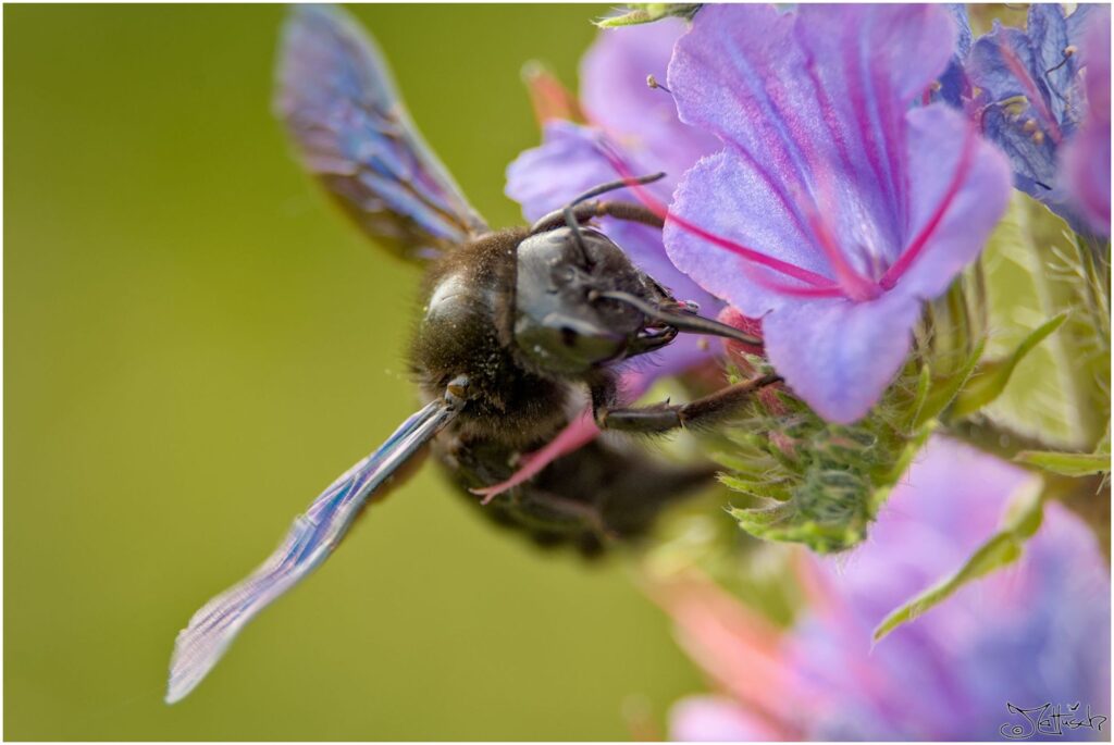 Große Holzbiene. Große schwarze Biene sitzt auf violetten Blüten