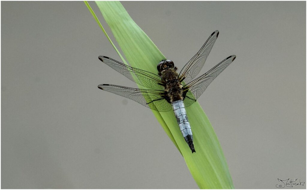 Großer Blaupfeil (unsicher). Große blaue Libelle sitzt auf Blatt