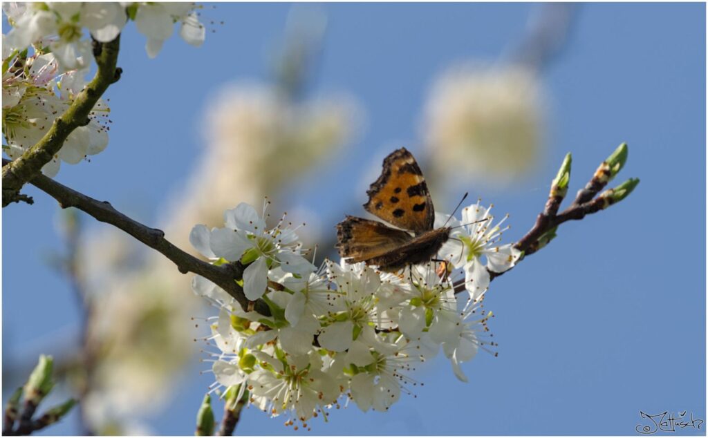 Großer Fuchs. Roter Schmetterling mit schwarzen Punkten sitzt auf Obstblüte