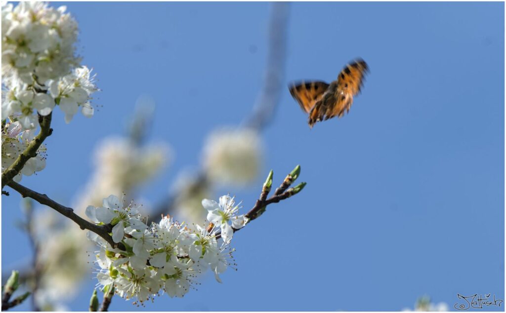 Großer Fuchs. Roter Schmetterling mit schwarzen Punkten hebt von Obstblüte ab