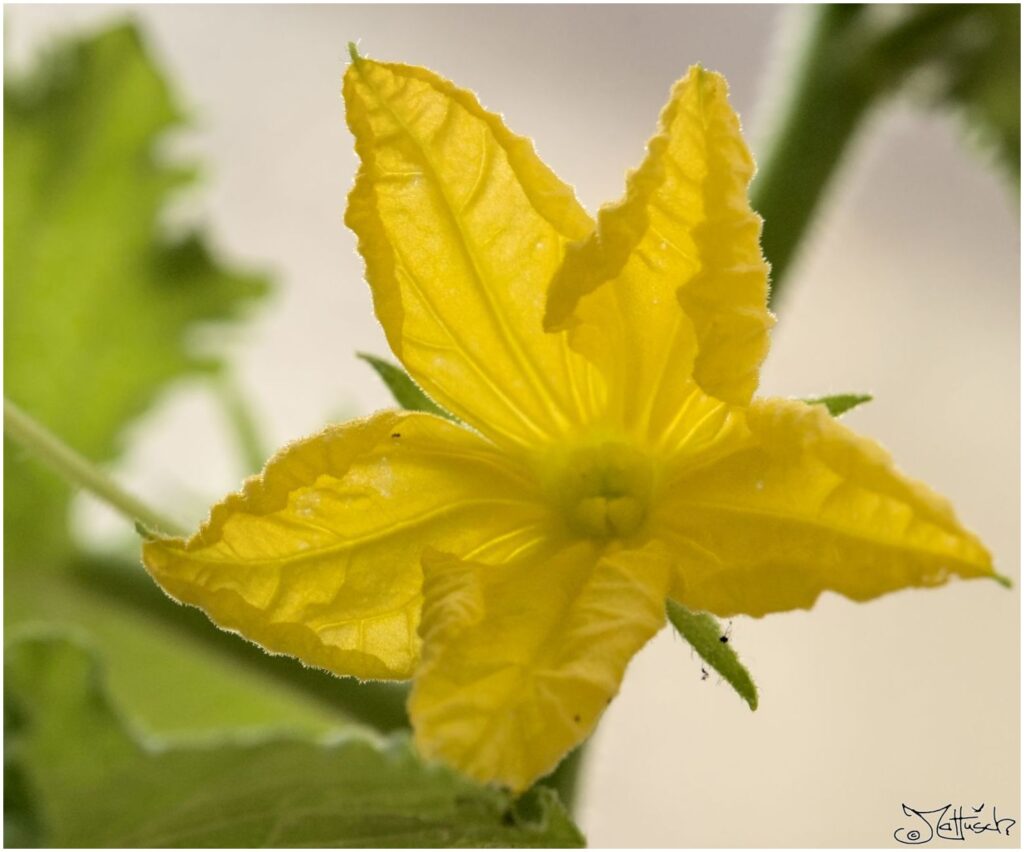 Gurke. Gelbe Blüte in Draufsicht