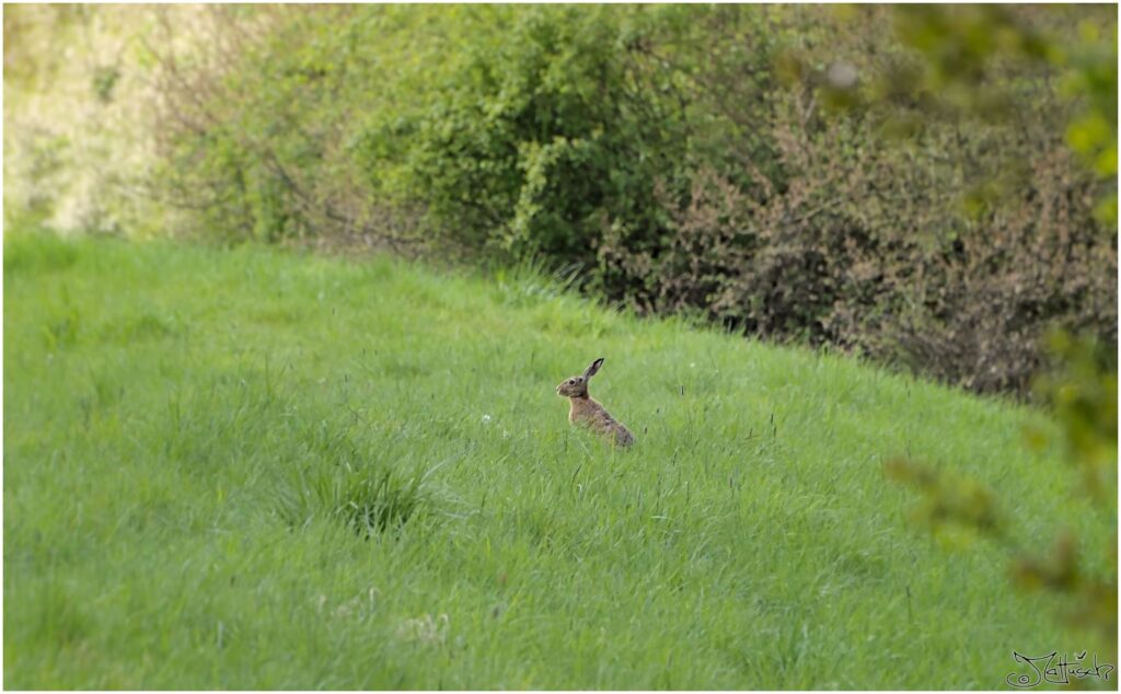 Hase. Feldhase auf Wiese