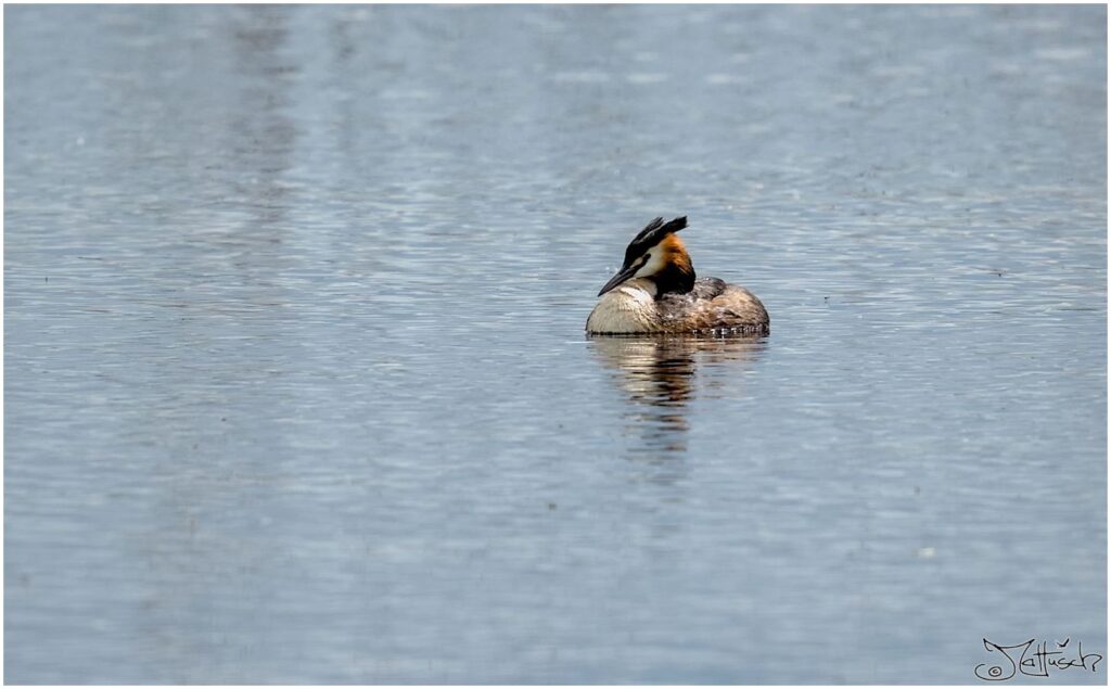 Schwarz-weiß-oranger Vogel schwimmt auf See