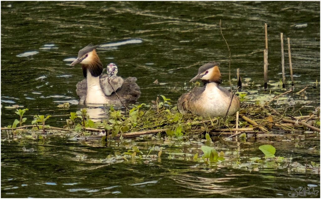 Haubentaucherfamilie. Zwei grau-weiß-orange Vögel sitzen bei ihrem Nest mit Küken auf dem Rücken auf einem See