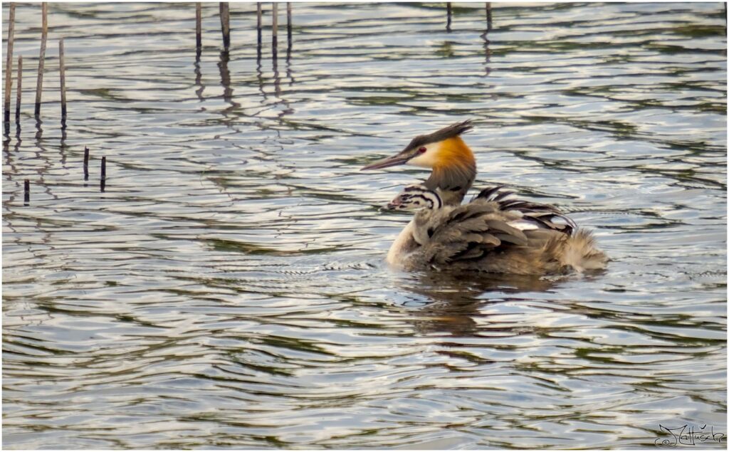 Haubentaucher mit Nachwuchs. Schwarz-weiß-oranger Vogel schwimmt mit Küken auf dem Rücken auf See