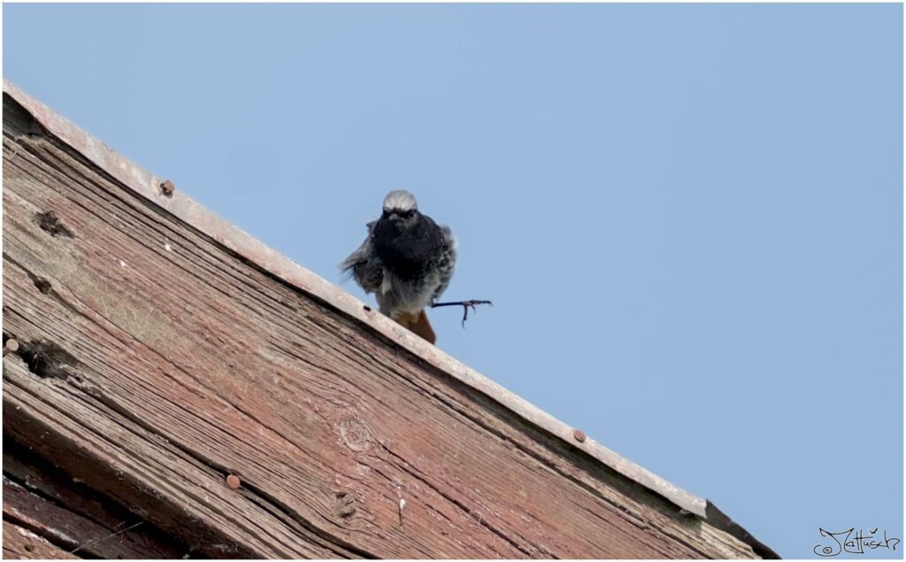 Hausrotschwanz. Kleiner schwarz-grau-roter Vogel landet auf Dachkante