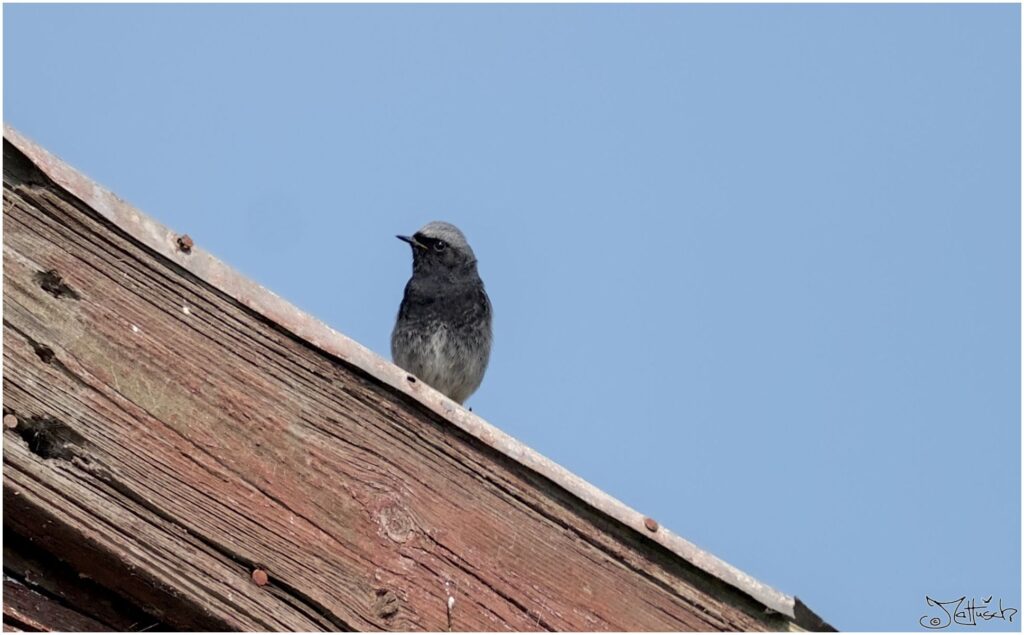 Hausrotschwanz. Kleiner schwarz-grau-roter Vogel landet auf Dachkante