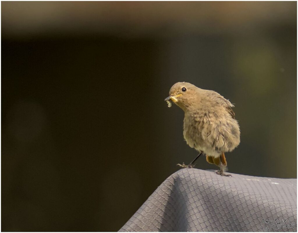 Hausrotschwanz. Kleiner grau-brauner Vogel sitzt auf Abdeckung mit Essen im Schnabel