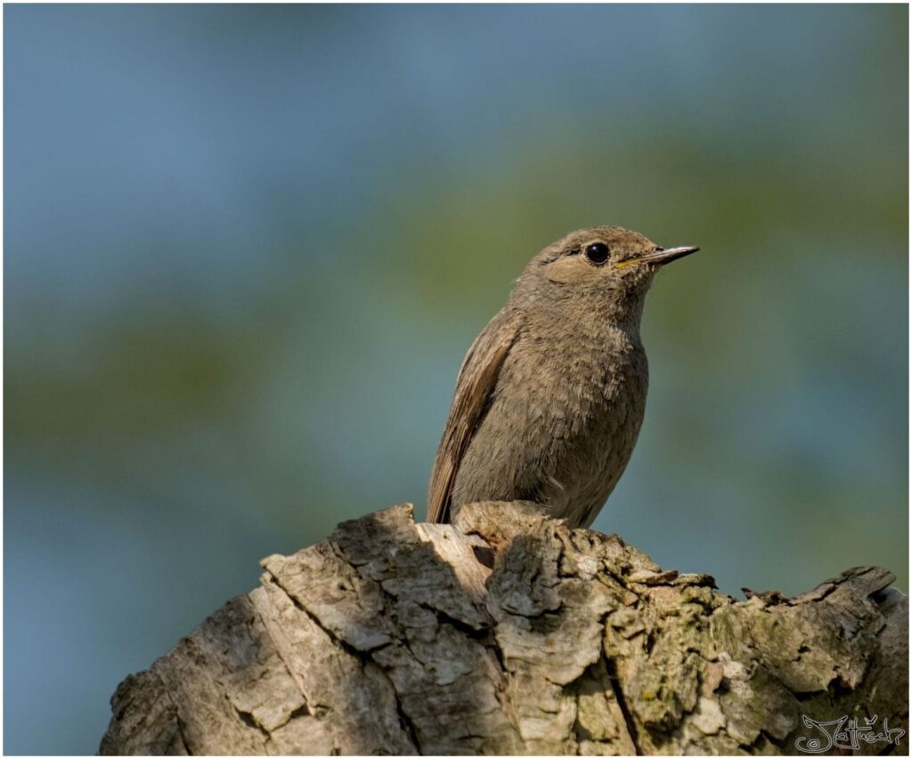 Hausrotschwanz. Kleiner grau-brauner Vogel sitzt auf Baumstumpf