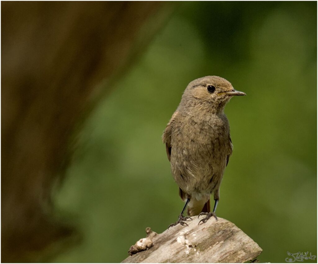 Hausrotschwanz. Kleiner grau-brauner Vogel sitzt auf Baumstumpf