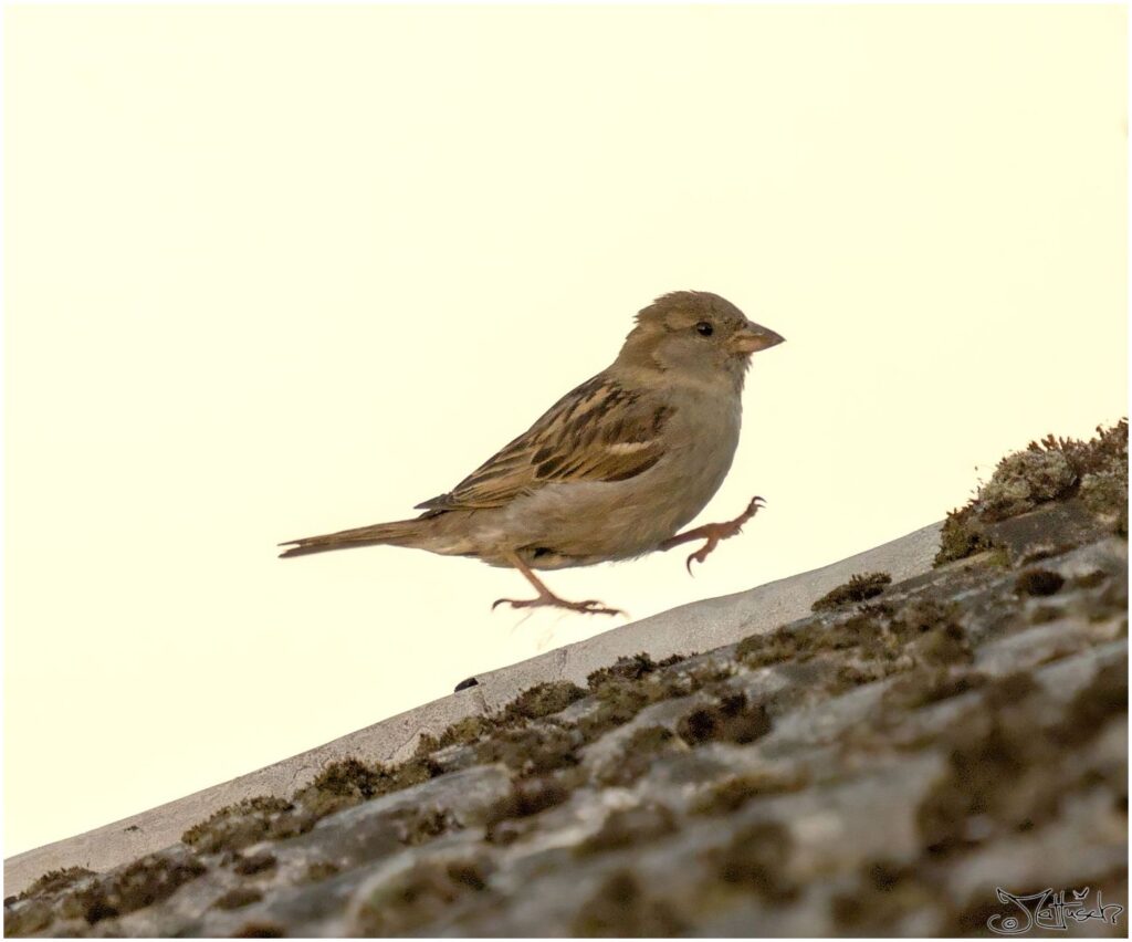 Haussperling. Kleiner grau-brauner Vogel geht über Dach