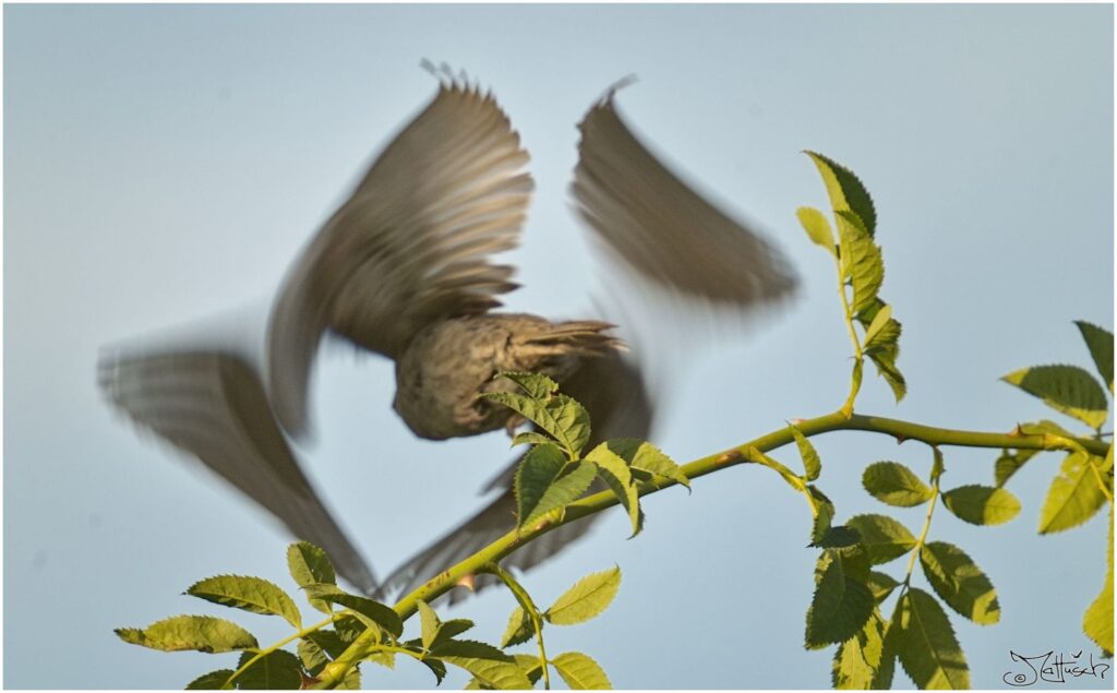 Haussperling. Kleiner grau-brauner Vogel fliegt nach hinten von wilder Rose weg