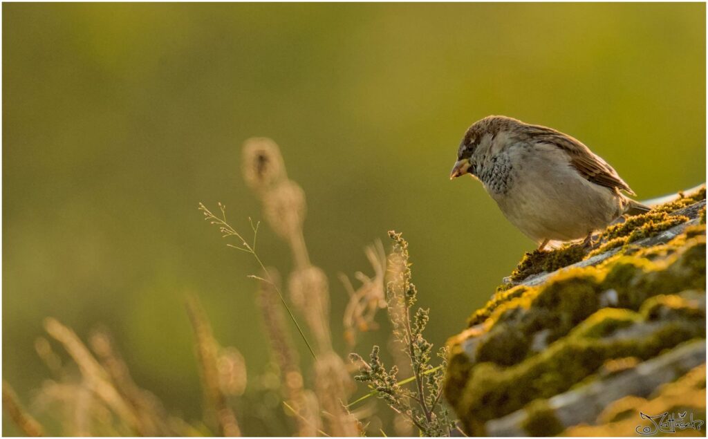 Haussperling. Kleiner grau-brauner Vogel sitzt auf einem Dach