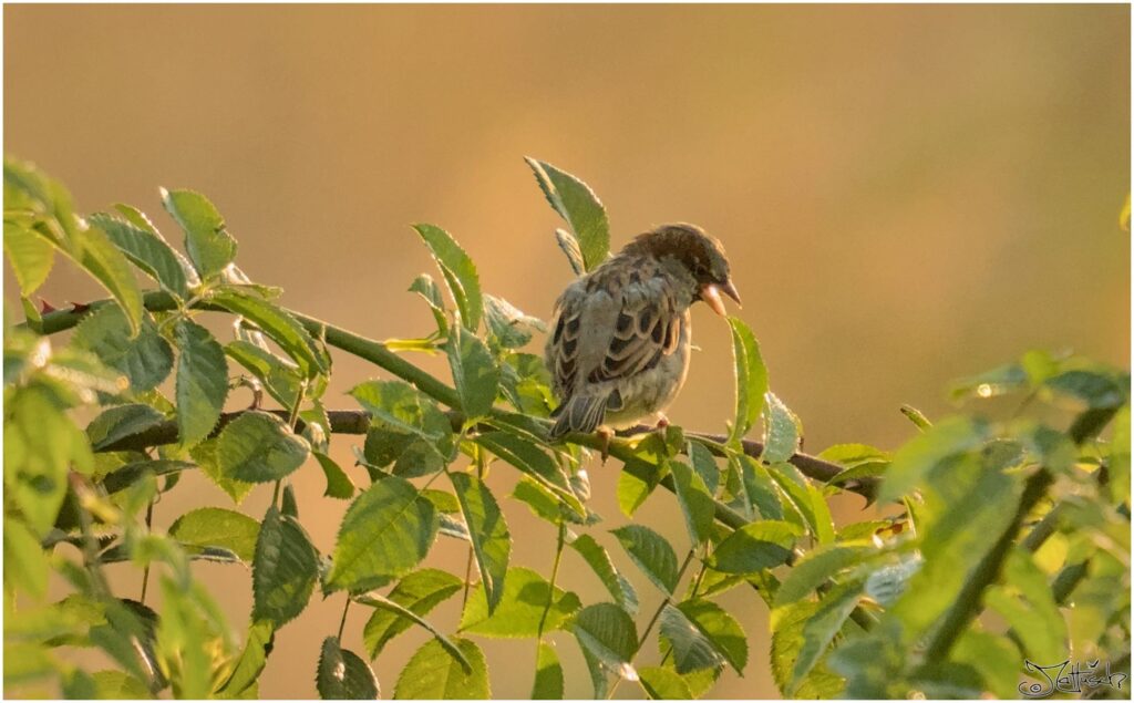 Haussperling. Kleiner grau-brauner Vogel beisst in ein Rosenblatt