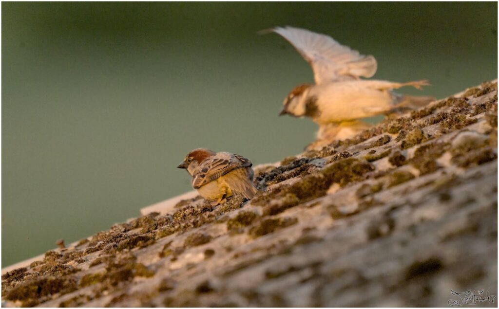 Haussperlinge. Zwei kleine grau-braune Vögel auf Dach. Einer sitzt geduckt, der andere fliegt los.