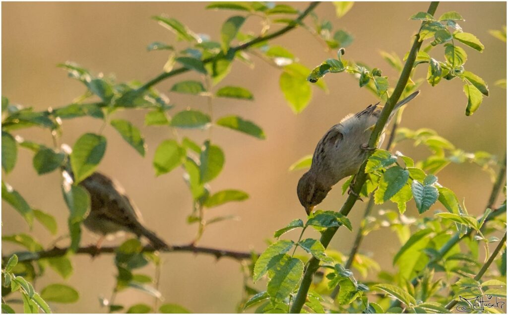 Haussperlinge. Kleine grau-braune Vögel. Eine beisst in ein Rosenblatt