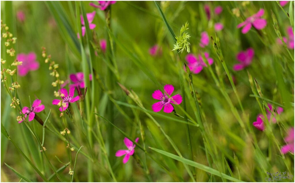 Heide-Nelke. Mehrere winzige rotviolette Blüten im Halbprofil