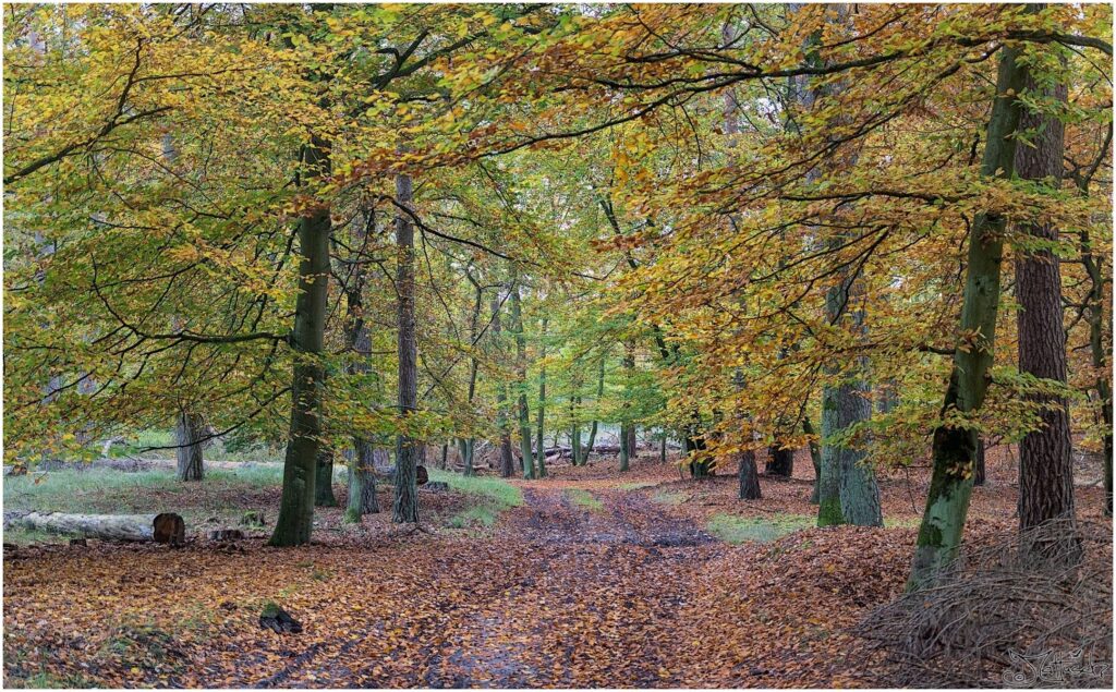 Herbstwald mit gelbem bis rotem Laub und Waldweg