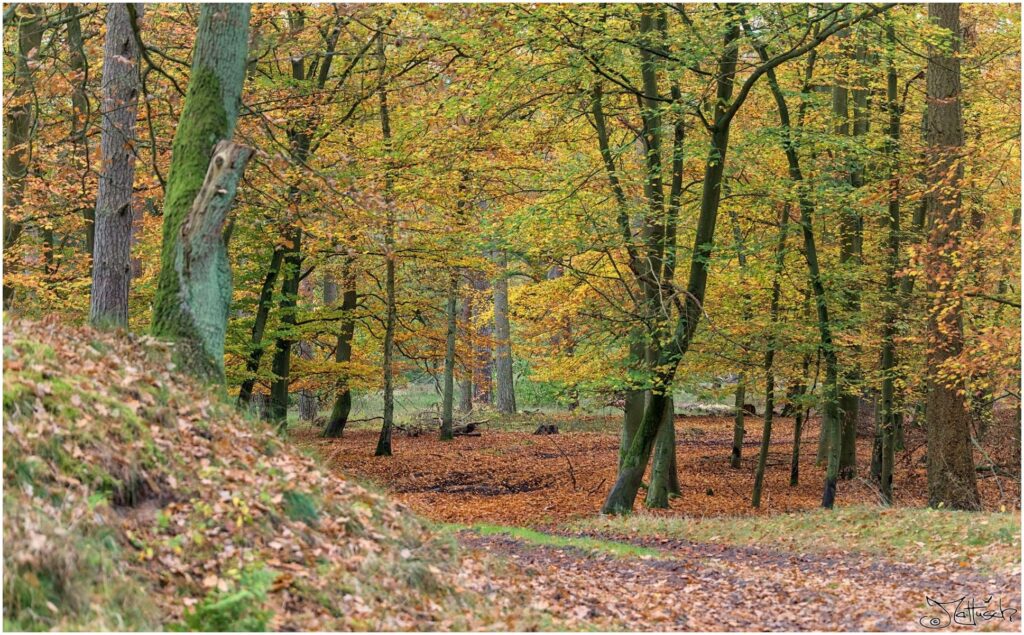 Herbstwald mit gelbem bis rotem Laub und Waldweg