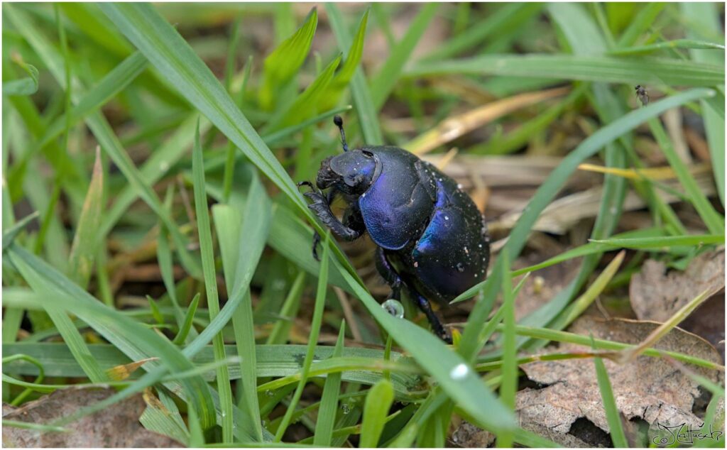 Himmelblauer Blattkäfer (unsicher). Blaumetallischer Käfer klettert über Gras