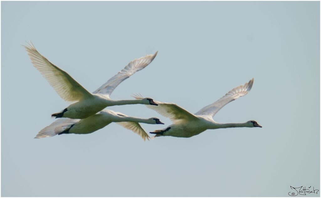 Höckerschwäne. Drei große weisse Vögel fliegen eng nebeneinander vor blauem Himmel