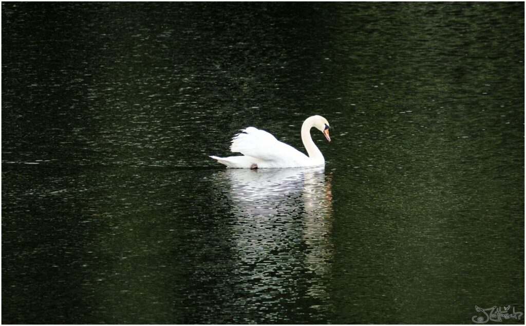 Höckerschwan. Großer weißer Vogel schwimmt auf See