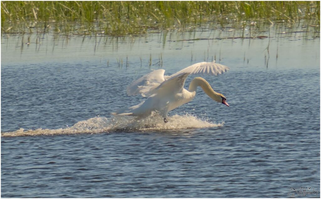 Höckerschwan. Großer weißer Vogel landet auf Wasser