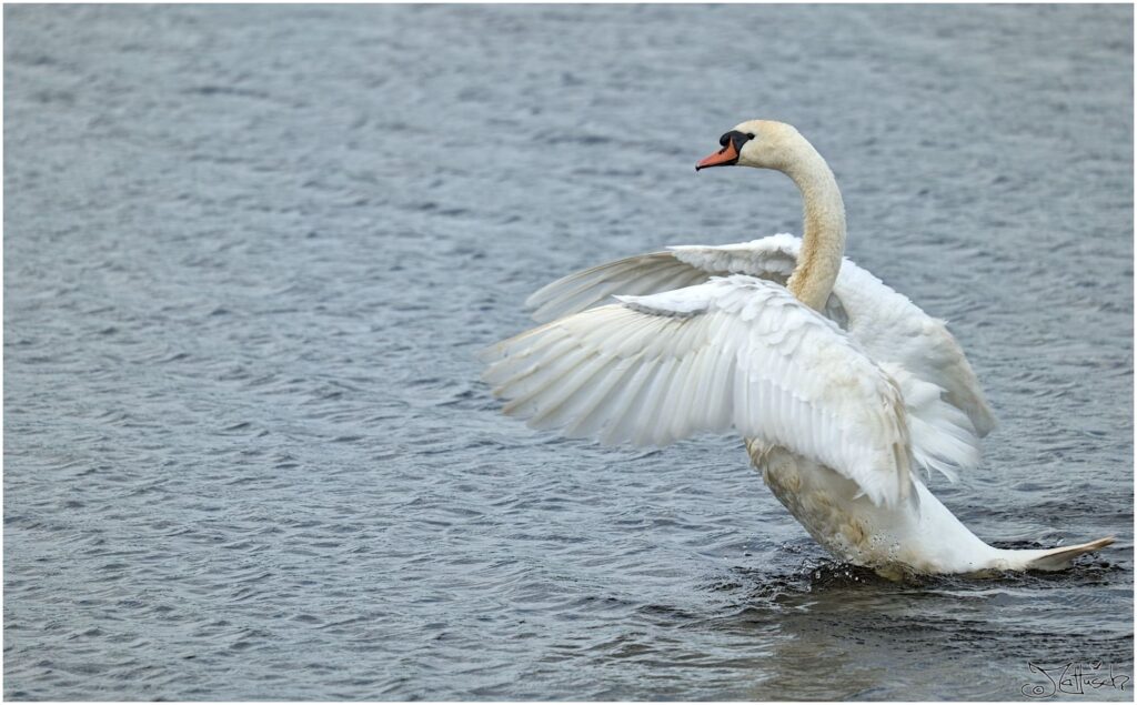 Höckerschwan. Großer weißer Vogel landet auf Teich