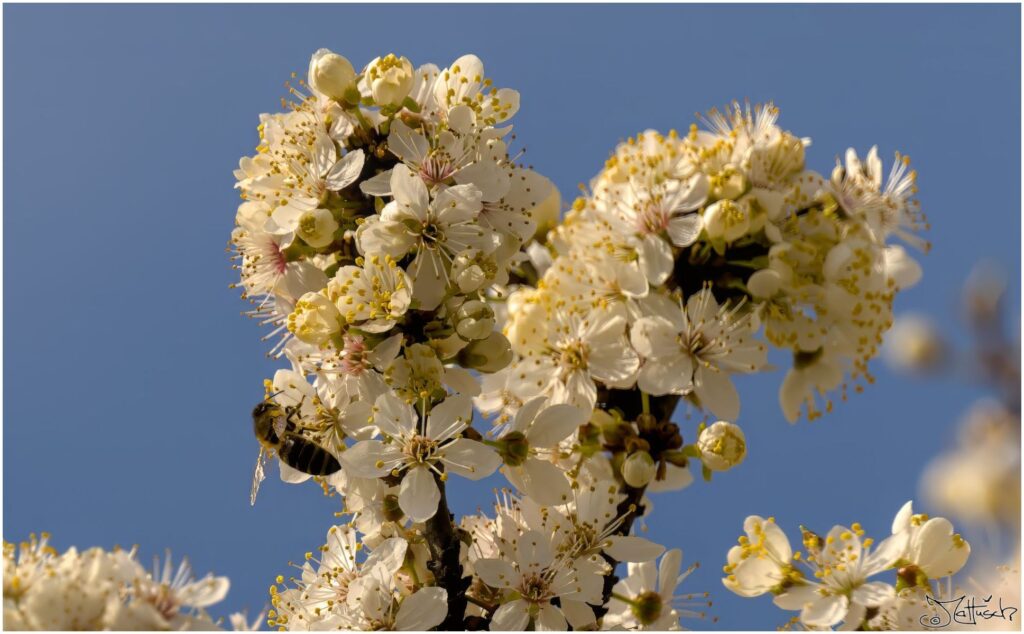 Honigbiene. Biene sitzt auf Mirabellenblüte