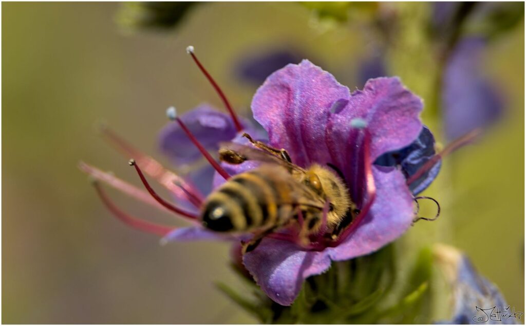 Honigbiene. Biene fliegt in violette Blüte