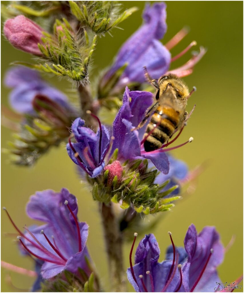 Honigbiene. Biene hebt von violetten Blüten ab