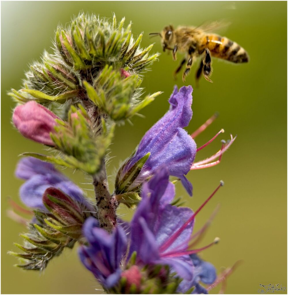 Honigbiene. Biene schwebt über violetten Blüten