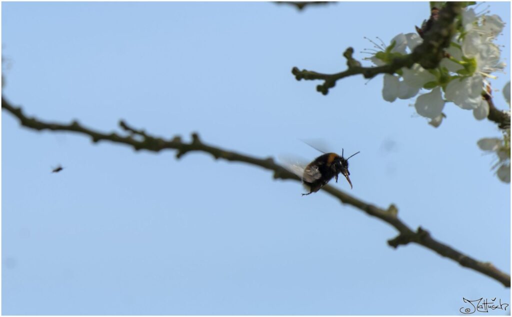 Hummel. Hummel fliegt vor Obstbaum