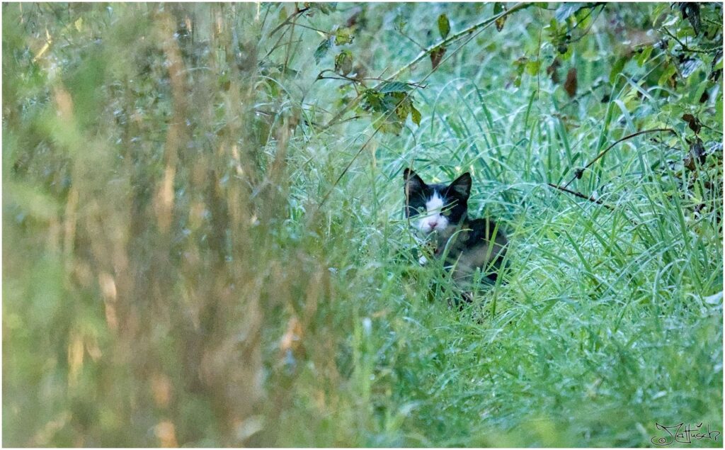 Streunende Katze. Schwarz-weiße Katze am Waldrand