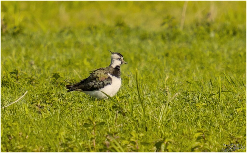 Kiebitzin. Kleiner schwarz-weißer Vogel sitzt aufgeplustert auf Wiese