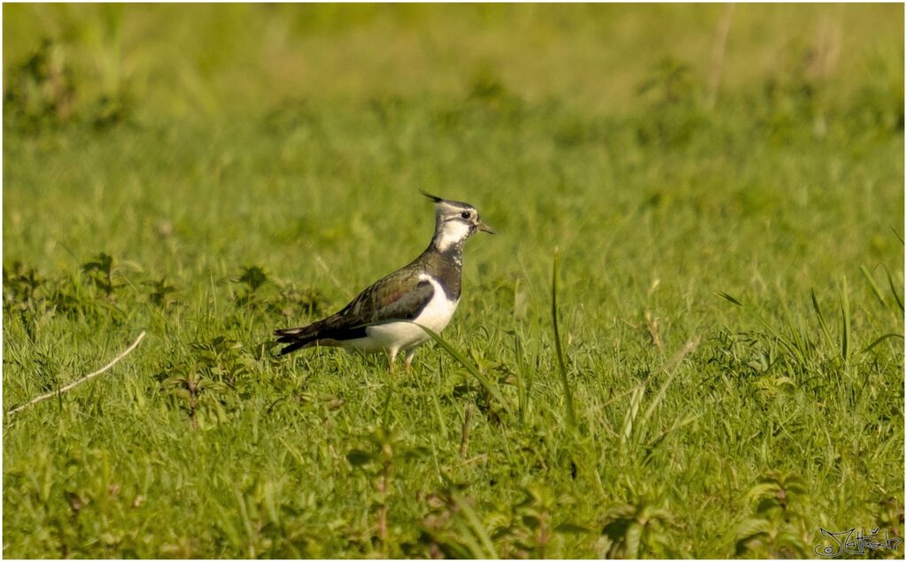 Kiebitzin. Kleiner schwarz-weißer Vogel sitzt auf Wiese