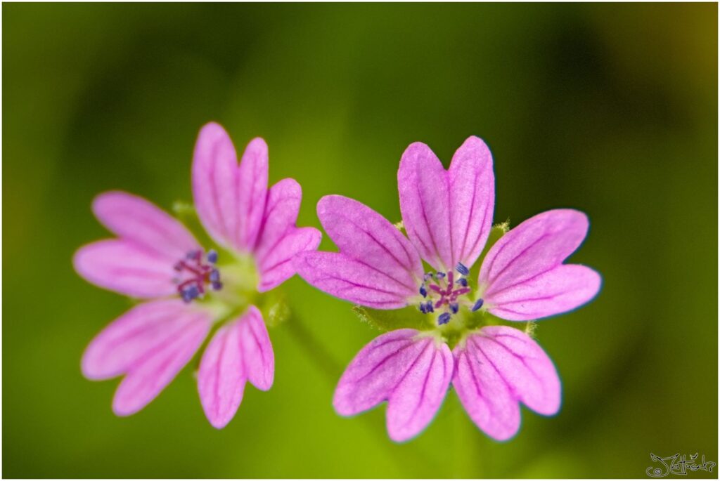 Kleiner Storchenschnabel. Zwei kleine hellviolette Blüten in Draufsicht