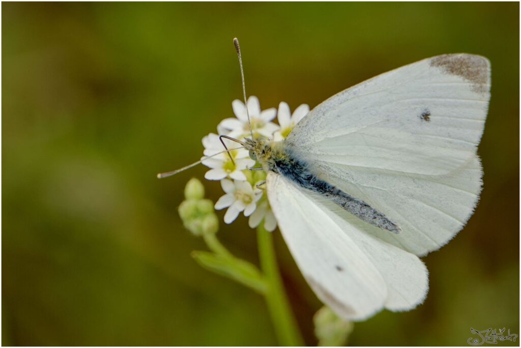 Kohlweißsling. Weißer Schmetterling auf weißen Blüten