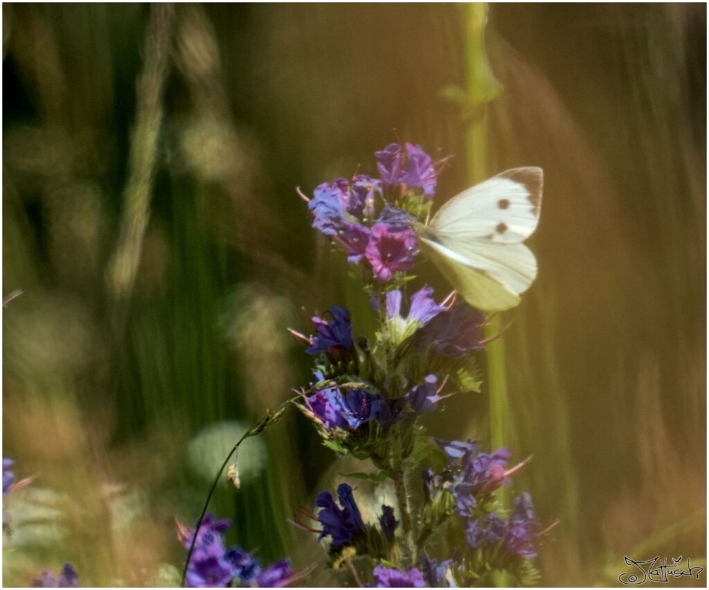 Kohlweißsling. Weißer Schmetterling auf violetten Blüten