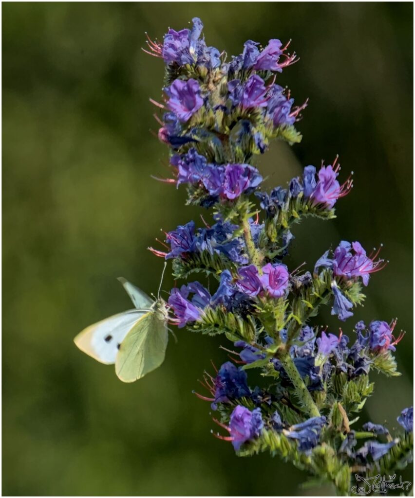 Kohlweißsling. Weißer Schmetterling auf violetten Blüten