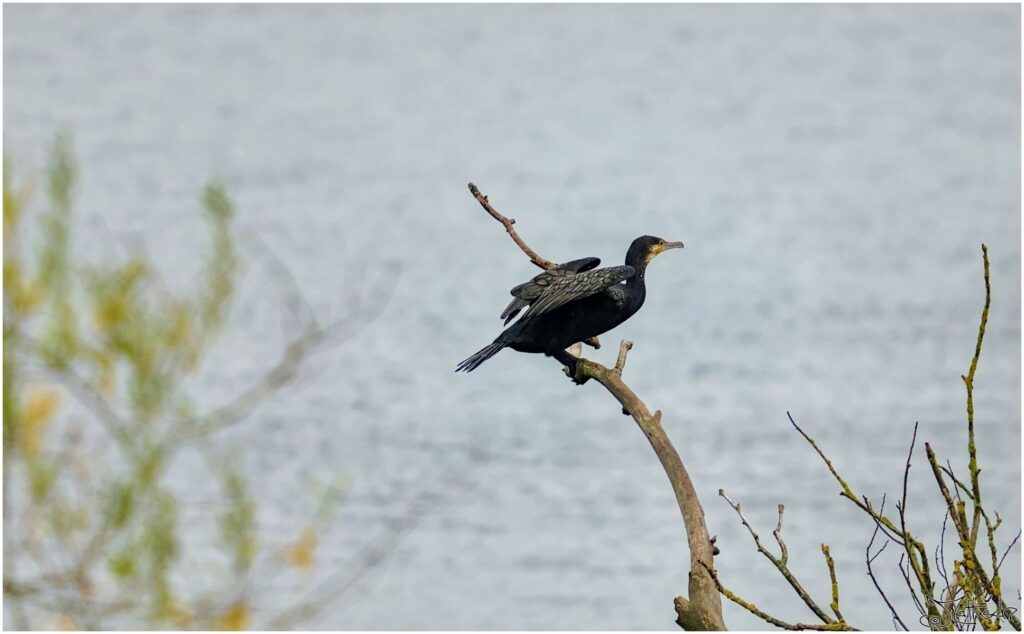 Kormoran. Großer schwarzer Vogel auf Ast an der Elbe