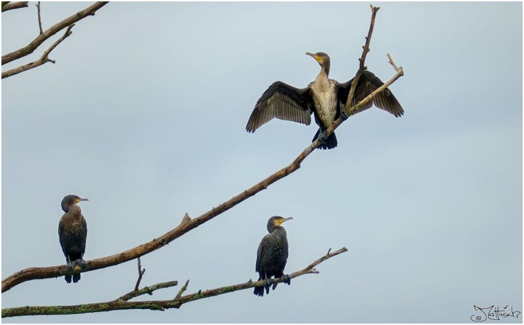 Kormorane. Drei große schwarze Vögel auf einem abgestorbenen Baum. 