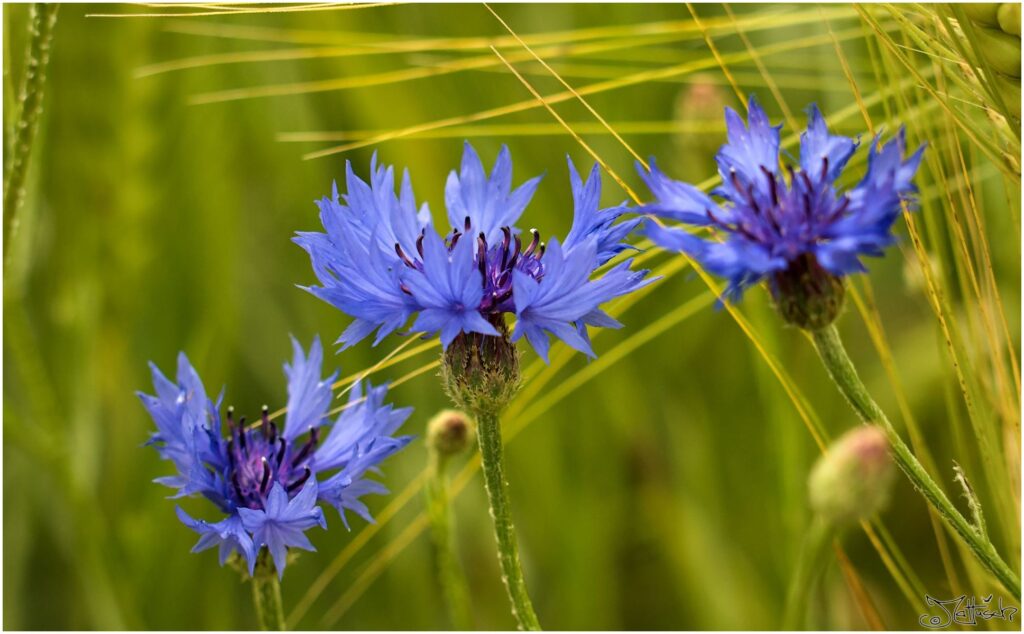 Kornblume. Drei blaue Blüten in Seitenansicht