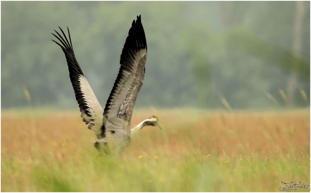 Kranich. Großer grau-schwarz-roter Vogel startet von Wiese