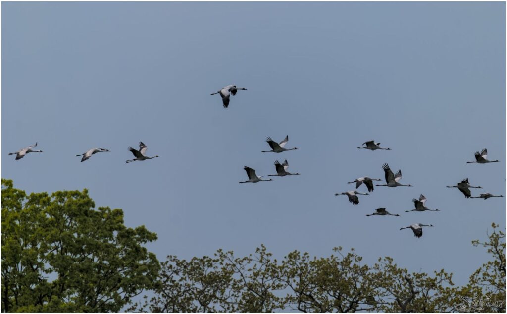 Kraniche. Viele große grau-weiß-rote Vögel fliegen über Bäume