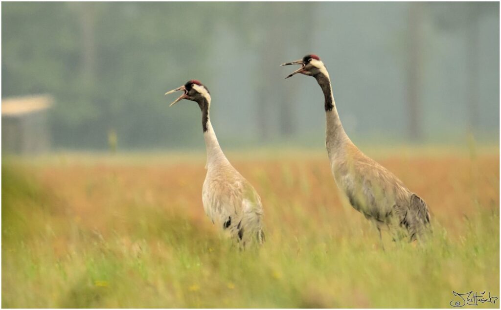 Kraniche. Zwei große grau-schwarz-rote Vögel stehen auf Wiese